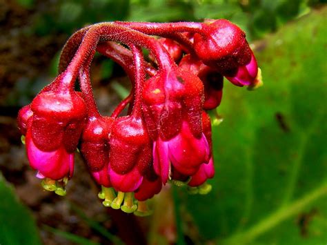 blumen knospen|Blüten